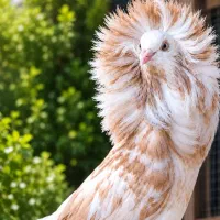 کبوتر زینتی شامپیون، جاکوبین (ژاکوبین هندی)