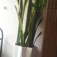 گل سانسوریا