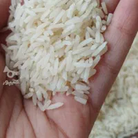 فروش برنج هاشمی سورتینگ شده و عالی یشرط|خوردنی و آشامیدنی|رشت, رشتیان|دیوار