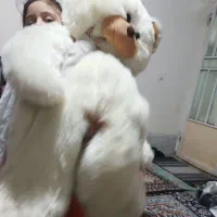 عروسک خرسی|اسباببازی|شیراز, کوشک میدان|دیوار