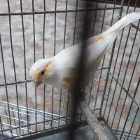 قناری موزایکی نر با قفس بزرگ ووسایل کامل|پرنده|فردیس, قریشی|دیوار