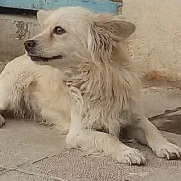 دوتا سگ بالغ