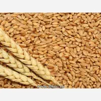 گندم بوجاری شده