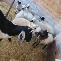 ۱۰ راس گوسفند|حیوانات مزرعه|بم, |دیوار