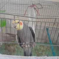 عروس هلندی
