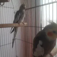سه عدد عروس هلندی دستی با وسایل کامل