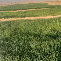 علف خسیل جو|گل و گیاه طبیعی|تربتحیدریه, پائین ولایت|دیوار