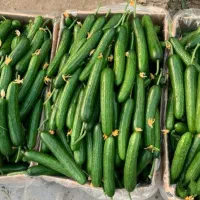 محصولات مجلسی کشاورزی،خیار بوته ای،بادمجان.فلفل