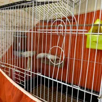 پرنده فنج|پرنده|سیرجان, |دیوار