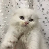 بچه گربه اسکاتیش پرشین|گربه|اهواز, کیانپارس |دیوار