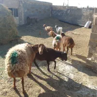 میش زاییده|حیوانات مزرعه|تربت جام, جلگه موسی آباد|دیوار