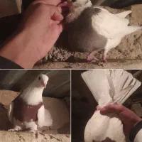 دوعدد طوق فروشی