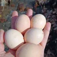 تخم مرغ محلی کت یومورتاسی