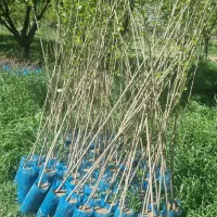 عرضه فروش نهال سپیدار|خدمات باغبانی و درختکاری|چناران, |دیوار
