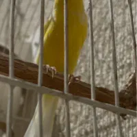 قناری نر سوپر