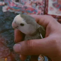 ارام و بامزه