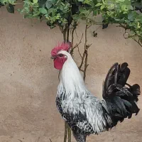 خروس براکل درجه ۱