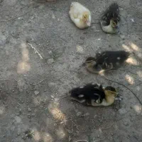 فروش گلین.خروس جوجه اردک شوروی.جوجه زیرمرغی