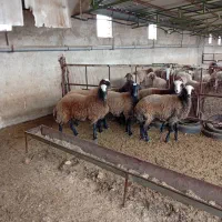 بره فرشی|حیوانات مزرعه|بهشهر, |دیوار