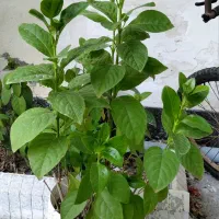 گل و گلدان و گیاه