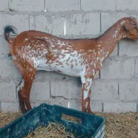 کهره  صلاله نقشی اوس
