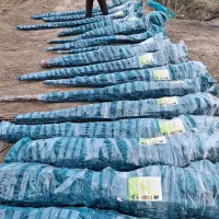 نهال گران نخرید از من تولید کننده بخرید|عمدهفروشی|شهرکرد, |دیوار