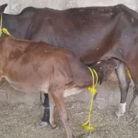 گاو  با گوساله  ماده