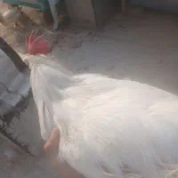 خروس، اردک|حیوانات مزرعه|صفادشت, |دیوار