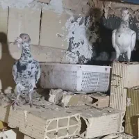 کفترکاریر|پرنده|مشهد, تلگرد|دیوار