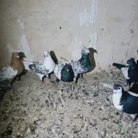 کبوتر رنگه|پرنده|قوچان, |دیوار