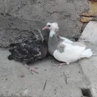 جوجه کفتر|پرنده|قم, شهر قائم|دیوار