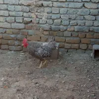 مرغ و خروس آمروک و بوقلمون