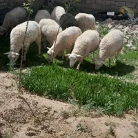 گوسفند رومان ده عدد فروشی
