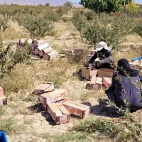 کارگر زرشک باغ .اکیپ باشین بهتره