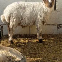 بره نر فروشی