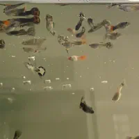 گوپی خراک و مولد و پیش مولد|ماهی|یزد, |دیوار