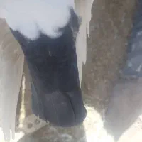 دم سیاه و دم قهوه ای|پرنده|رفسنجان, |دیوار