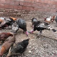 بوقلمون نر ماده ۸ ماهه