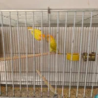 طوطی برزیلی