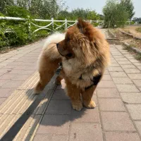 چاو چاو پرتقالی با پنچه های شاه توله