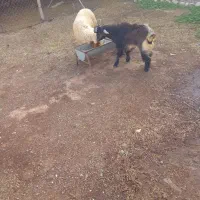 قصابی بزغاله