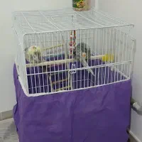 عروس هلندی|پرنده|ساری, |دیوار