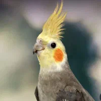 عروس هلندی پیدا شده