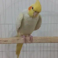 عروس هلندی لوتینو|پرنده|دهگلان, |دیوار