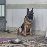 سگ ژرمن شپرد|سگ|اندیمشک, |دیوار