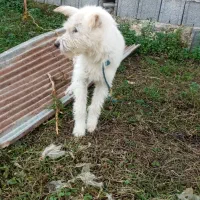 پاکوتا واگذاری مجانی جای نگهداری ندارم