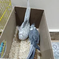 عروس هلندی جفت