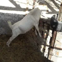 نری سانن|حیوانات مزرعه|زرند, |دیوار