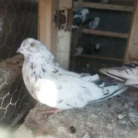 کبوتر هوایی|پرنده|شاهرود, |دیوار