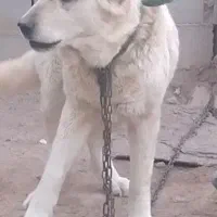 سگ گله